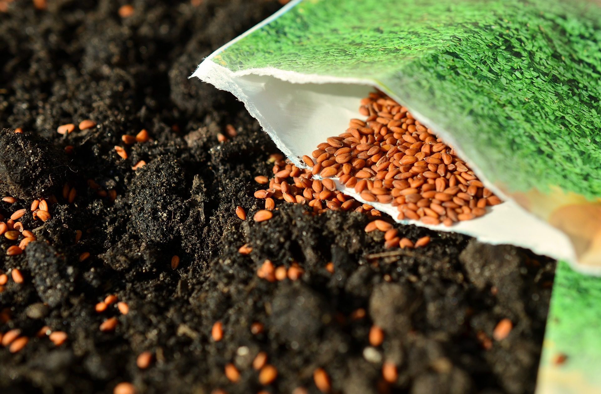How To Seed A Dormant Lawn In Winter