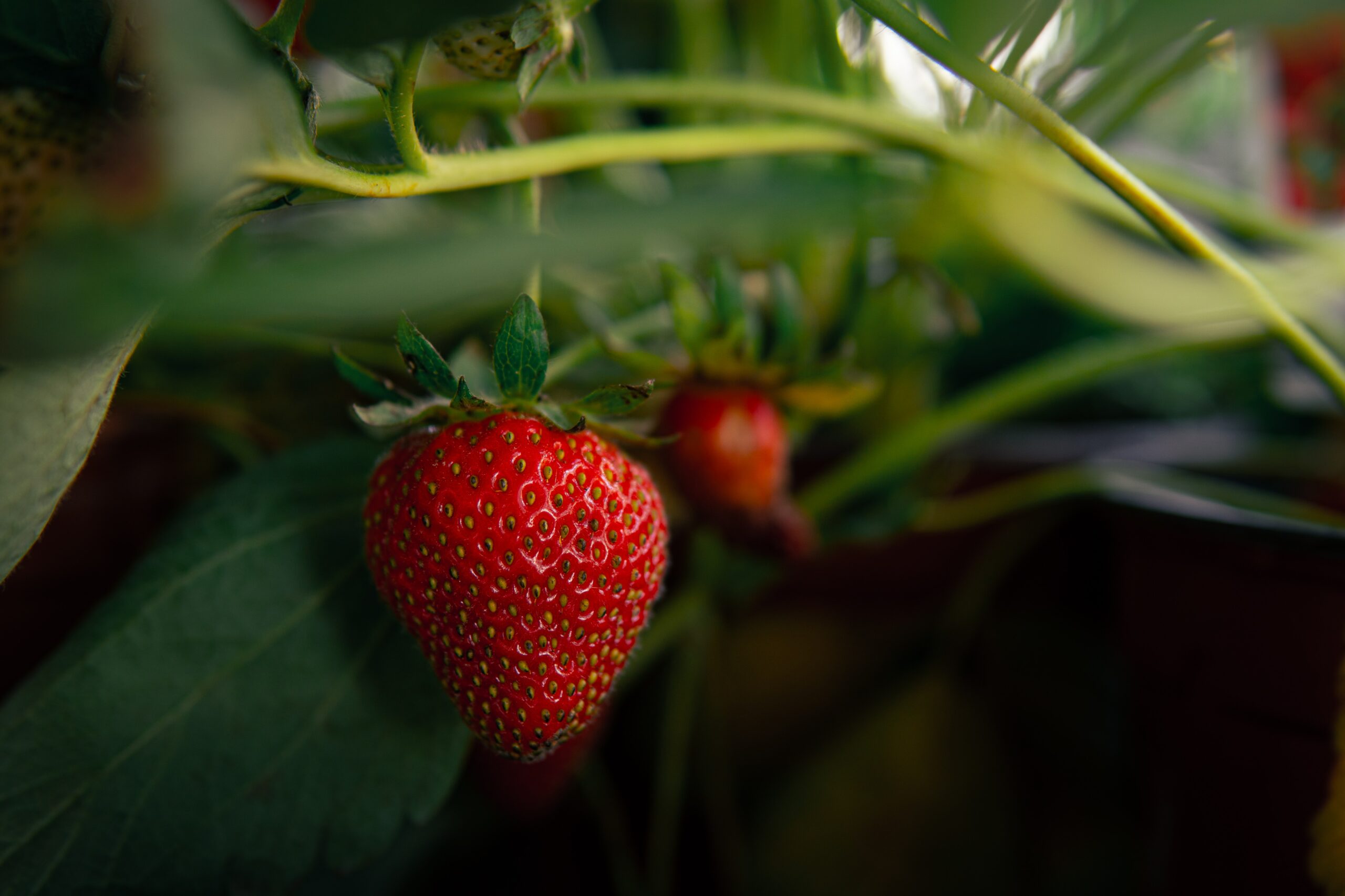 Growing Antioxidant-Rich Plants