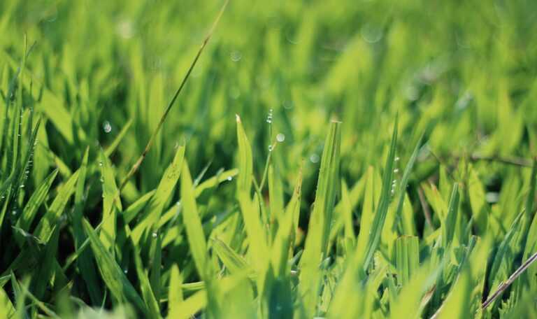 perfect grass