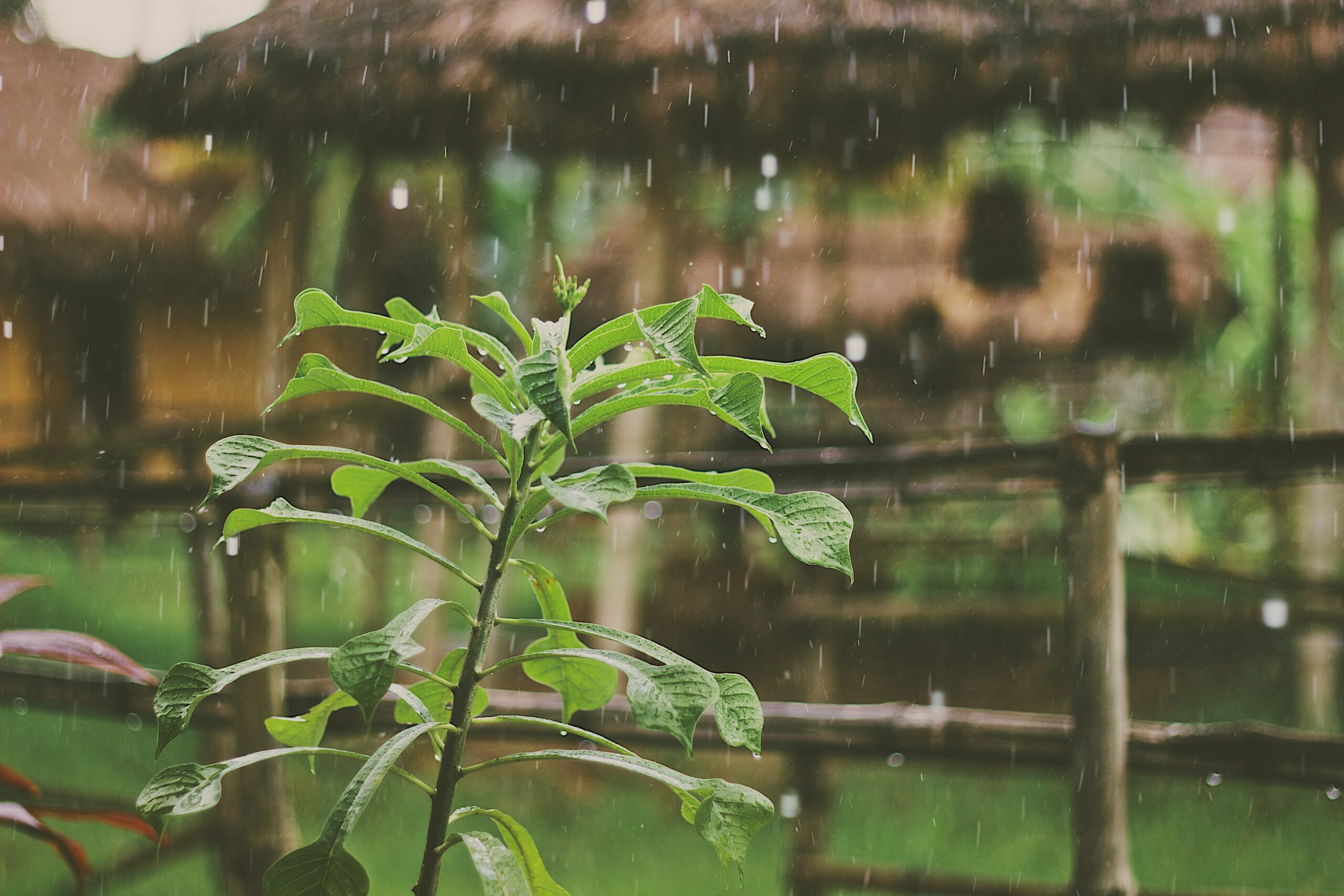 Quick Ways to Turn off Rain Delay on Orbit - Watermaster Irrigation