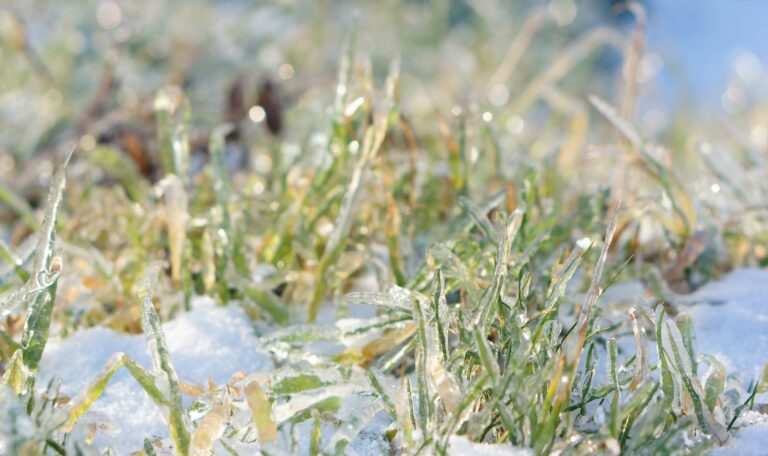 Closeup shot of green grass growing on snow close up of grass that is frozen and surrounded by snow