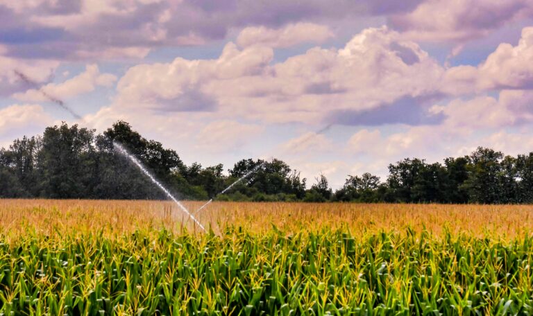 Beautiful green field with water sprinklers surrounded by lot of trees in the Canary Islands, Spain sprinklers running in a large field of crops