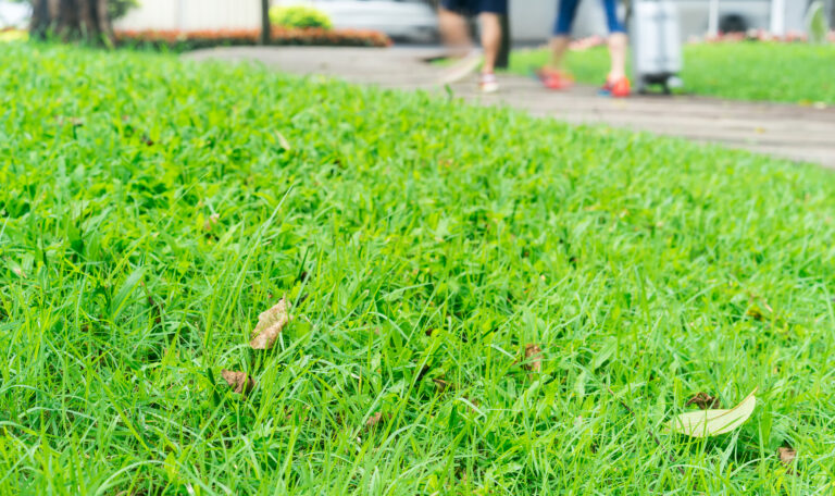 Watermaster Irrigation Supply Inc. | Helping New Homeowners in Amarillo with Expert Irrigation Methods Close up of bright green grass in nice home yard